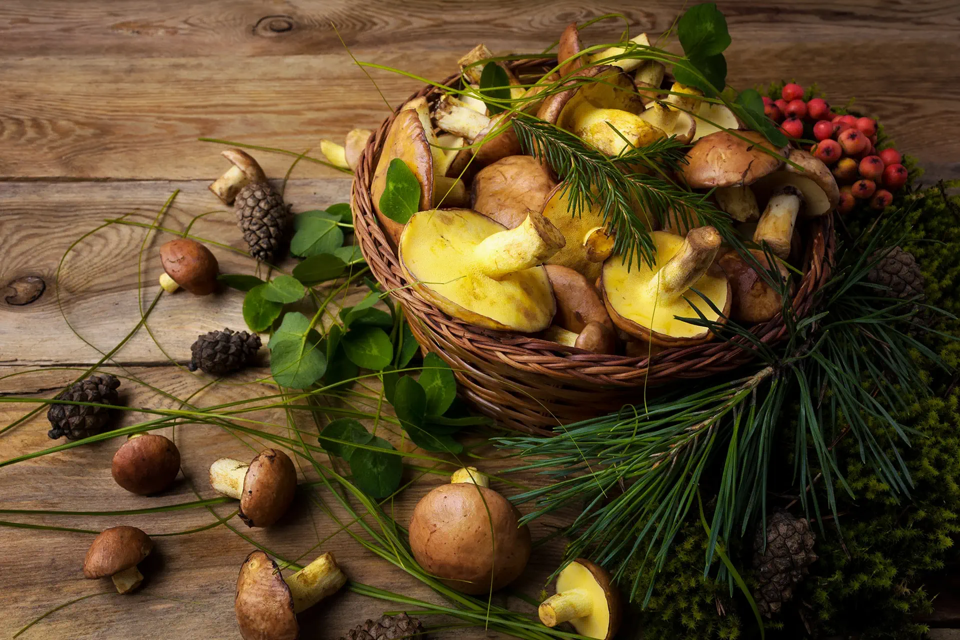 Wild mushrooms and berries