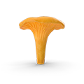 Chanterelle / Girolle / Echter Pfifferling