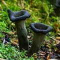 Craterellus cornucopioides / Horn of plenty / Trompette des morts / Totentrompete