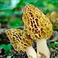 Common morel / Morille commune/blonde/grise / Speise-Morchel
